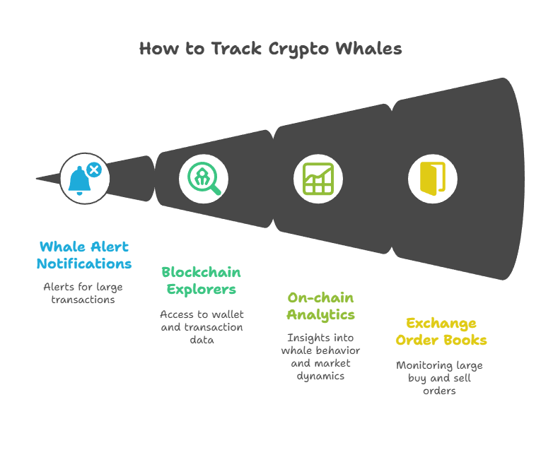 How to Track Crypto Whales How to Track Crypto Whales