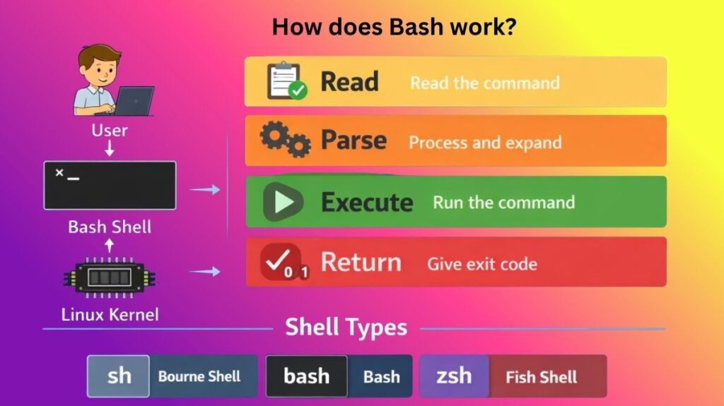 How does Bash work